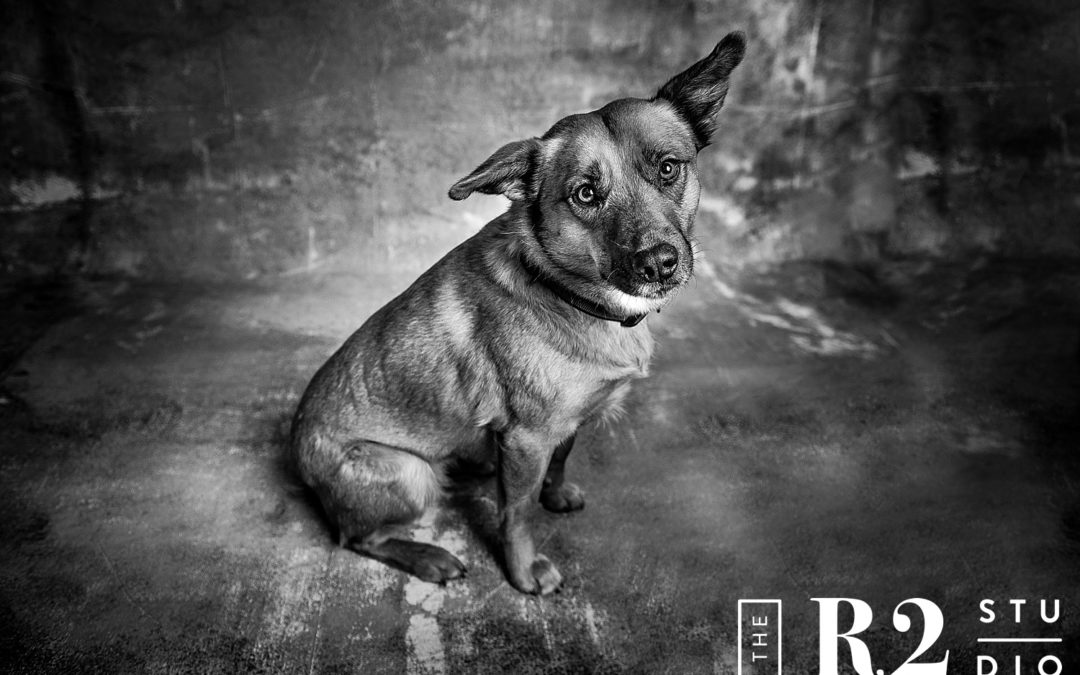 Lucy the Dog – Pet Session