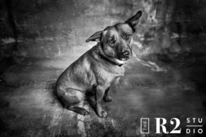 flagstaff pet photos