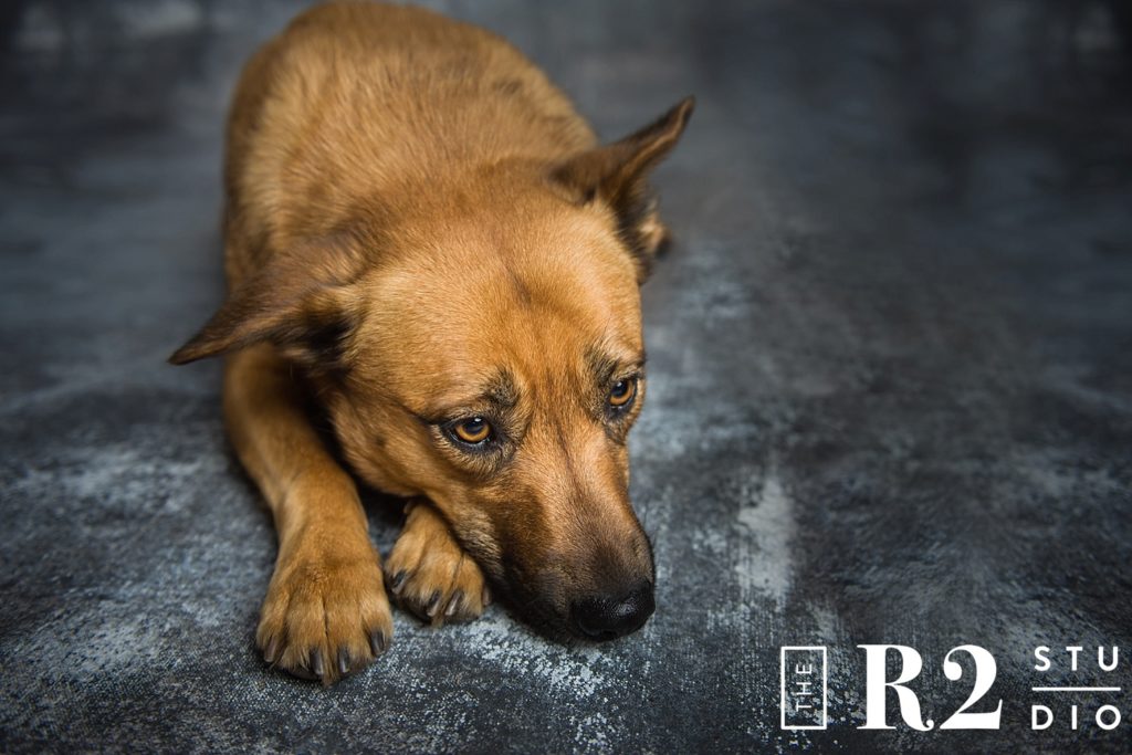 Pet Photography Session